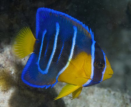 I found this little beauty - a juvenile Queen Angelfish -... by Jim Chambers 