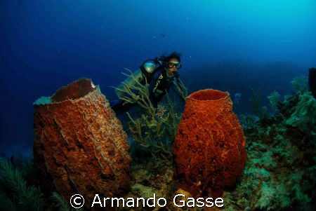 Diver with sponges by Armando Gasse 