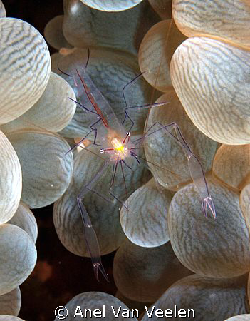 Bubble coral shrimp taken at Marsa Bareika, using an Olym... by Anel Van Veelen 