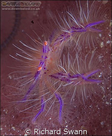 Colourful Character, Hairy Squat Lobster, Nikon D2x 105mm... by Richard Swann 