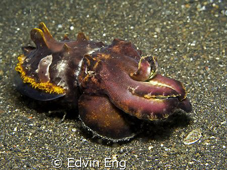 Searching for food! Taken in Lembeh with Canon G9. by Edvin Eng 