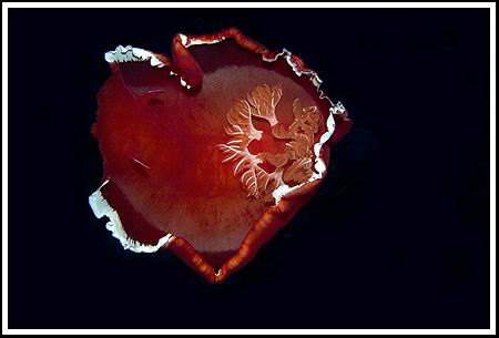Spanish Heart, 100 mm macro, Marsa Alam 2008 by Dejan Sarman 