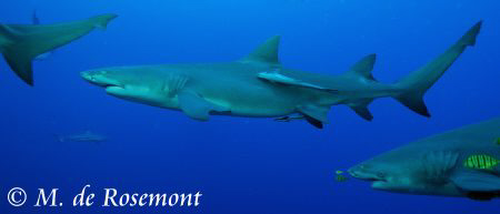 Lemon sharks "in line". D50/12-24mm (borabora) by Moeava De Rosemont 