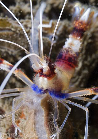 Banded boxer shrimp. Lembeh. D200, 60mm. by Derek Haslam 