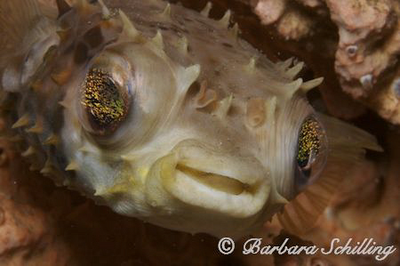 Burrfish in a sponge by Barbara Schilling 