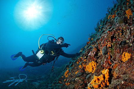 Underwater Scene from Halkidiki #1# by Nicholas Samaras 