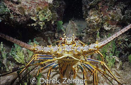 Spiny lobster. Graham's Harbor, San Salvador Island. by Derek Zelmer 