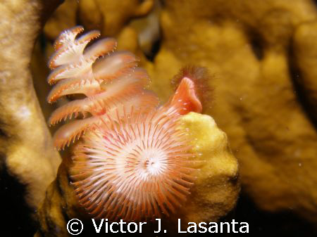 christmas tree worm in  fire coral at the forest dive sit... by Victor J. Lasanta 