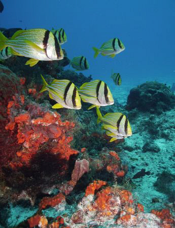 Hurry, Hurry, the Porkfish at my favorite site off Cozume... by Steven Anderson 