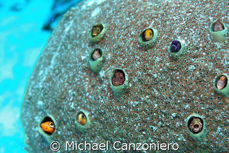 Let's all sing like the blennies do! by Michael Canzoniero 