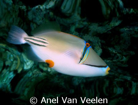 Picasso triggerfish and reef reflection taken at Sharksba... by Anel Van Veelen 