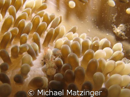 Sun anenome shrimp living on a sun anemone at the Corinth... by Michael Matzinger 