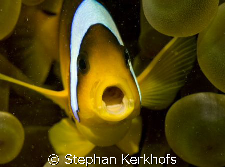 Red sea anemonefish (Amphipiron bicinctus) and bubble ane... by Stephan Kerkhofs 