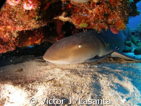 nurse shark at the chimney dive site in parguera area!! by Victor J. Lasanta 