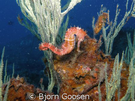 Seahors on a Black coral tree.
Phylum: Chordata
Subphyl... by Bjorn Goosen 