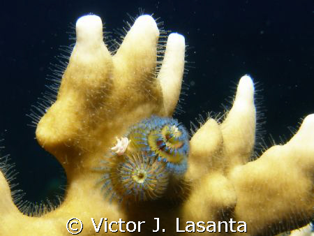 baby christmas tree in a fire coral at v.j.levels in parg... by Victor J. Lasanta 