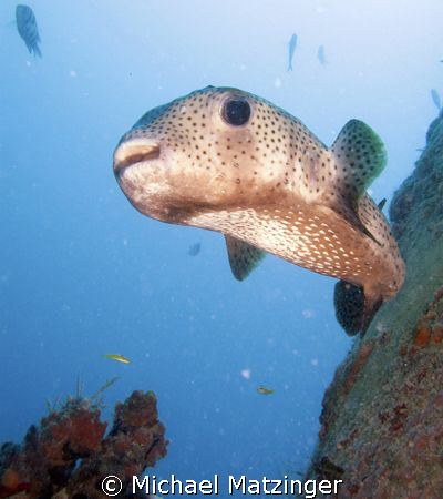 Porcupine fish above the Corinthian in St. Kitts by Michael Matzinger 