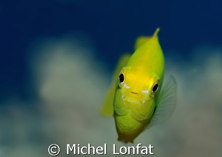 A Yellow "Demoiselle" in the Red Sea... by Michel Lonfat 