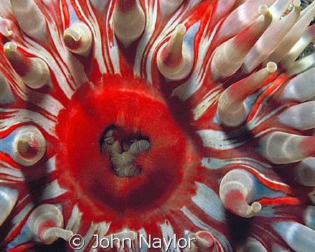 Dahlia anemone. St.Abbs marine reserve Scotland by John Naylor 