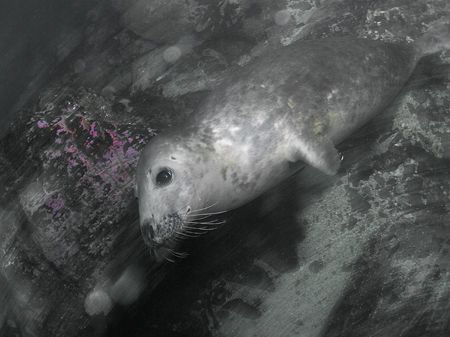 Grey seal pup passing by, Farne Islands.
10.5mm. by Mark Thomas 