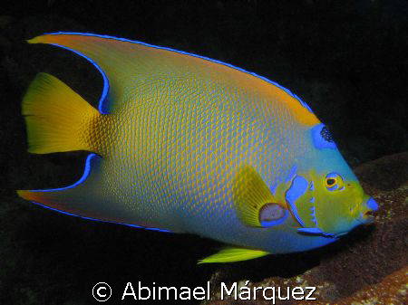 Queen Angelfish, Bonaire 2008 by Abimael Márquez 