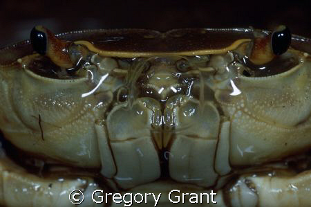 close up of a freshwater crab by Gregory Grant 