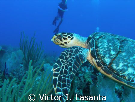 hawksbill turtle in v.j.levels dive site at parguera area! by Victor J. Lasanta 