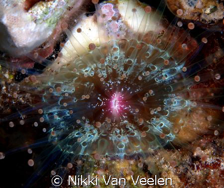 Disc anemone taken on a night dive at Marsa Bareika, Ras ... by Nikki Van Veelen 