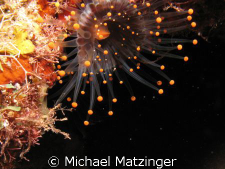 Orange Ball Corallimorph - Night Dive, Saba by Michael Matzinger 