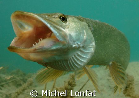 A beautiful Pike Fish with his big mouth big open... Impr... by Michel Lonfat 