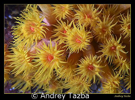 Sea flowers. by Andrey Tazba 