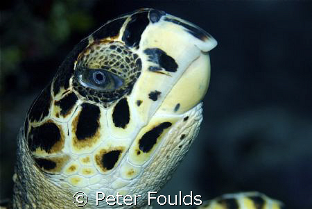 Hawksbill Turtle, East End, Grand Caymans. Nikon D 200 60... by Peter Foulds 