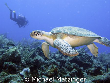Green sea turtle - Saba by Michael Matzinger 
