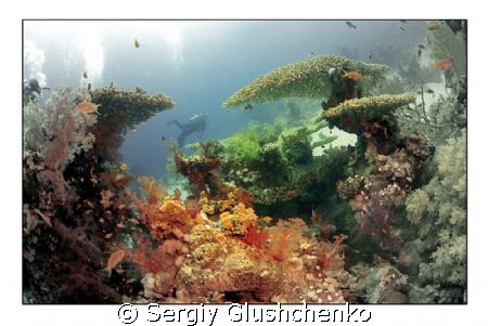 Underwater World by Sergiy Glushchenko 