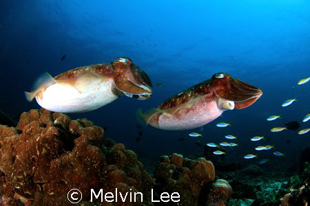 Dual Cuttlefish. by Melvin Lee 