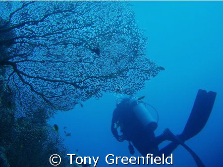 A sea fan at Ras Nasrani, taken with Olympus Mu500 using ... by Tony Greenfield 