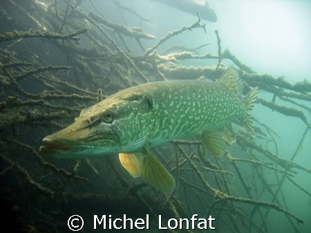 Another pike shot... this one is most probably a female -... by Michel Lonfat 