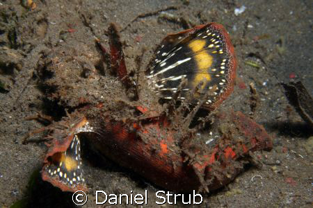 Devil scorpion fish by Daniel Strub 