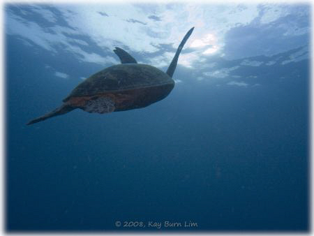 Turtle off Sipadan Island. On this one dive, I counted 28... by Kay Burn Lim 