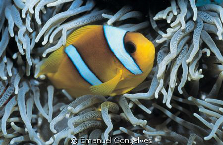 Amphiprion bicinctus (Two-banded anemonefish), Egyptian R... by Emanuel Gonçalves 