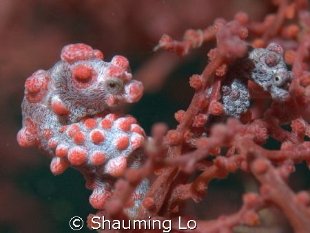 Baby and the mother pygmy seahorse at Mantangale Resort ,... by Shauming Lo 