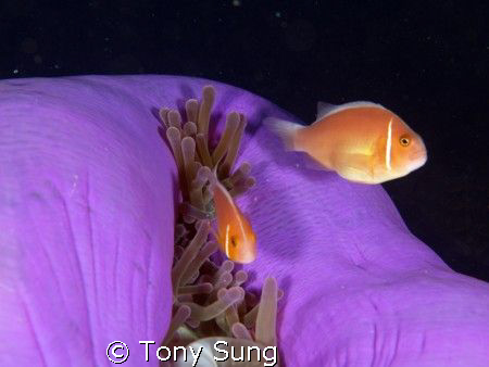 Anenome Fish with Closed Anenome by Tony Sung 