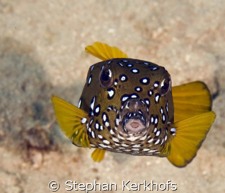 yellow boxfish (ostracion cubicus) taken in Na'ama bay, s... by Stephan Kerkhofs 