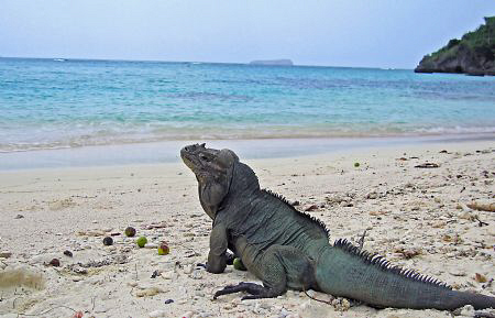 Endemic species of Iguana in Mona Island, Puerto Rico. by Juan Torres 
