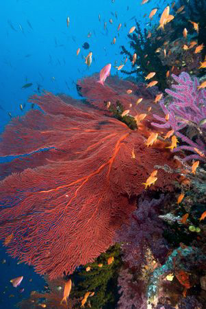 Gorgonian reef scene by Andy Lerner 