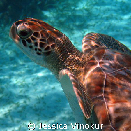 friendly green turtle in belize by Jessica Vinokur 