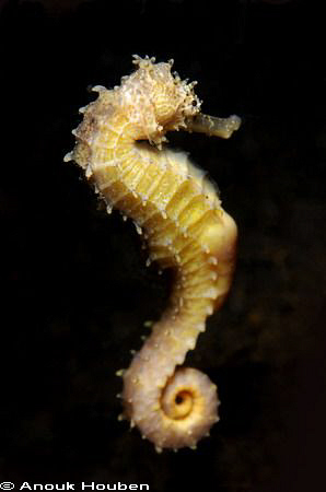 Yellow thorny seahorse, Hippocampus histrix. Picture take... by Anouk Houben 