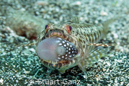 Lizzard fish with a puffer for dinner.  by Stuart Ganz 