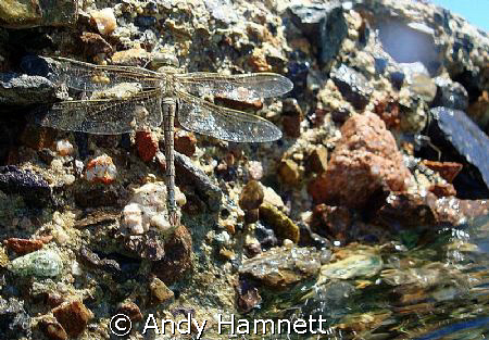 Dragon Fly taking a breather after buzzing me while snork... by Andy Hamnett 