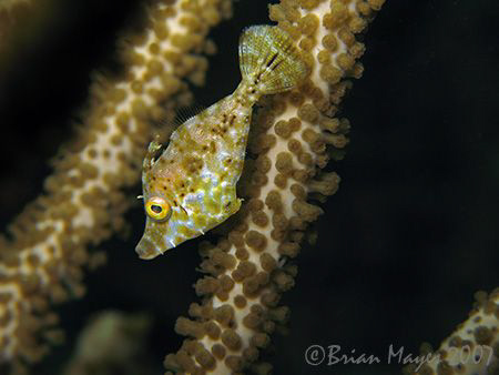 Slender Filefish (Monacanthus tuckeri) trying to hide in ... by Brian Mayes 